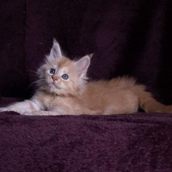 chaton Maine coon cream silver blotched tabby So Big surprise And Popsi dust