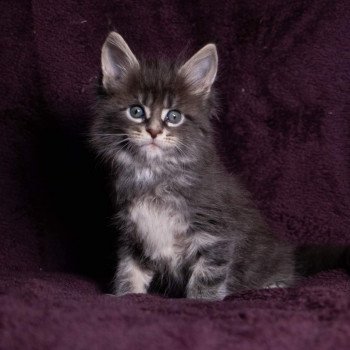 chaton Maine coon blue blotched tabby So Deep in love And Popsi dust