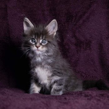 chaton Maine coon blue blotched tabby So Deep in love And Popsi dust