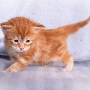 chaton Maine coon red blotched tabby So Funny girl And Popsi dust