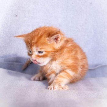 chaton Maine coon red blotched tabby So Funny girl And Popsi dust