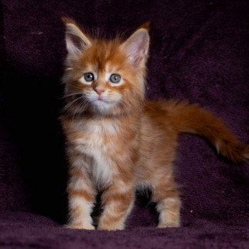 chaton Maine coon red blotched tabby So Funny girl And Popsi dust