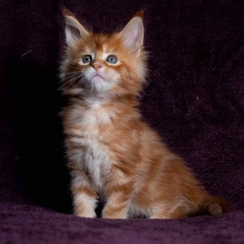 chaton Maine coon red blotched tabby So Funny girl And Popsi dust