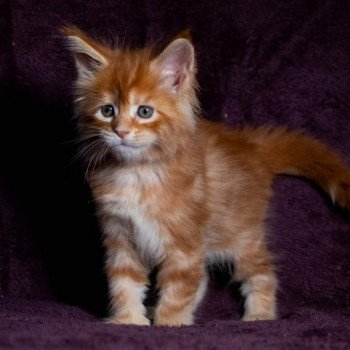 chaton Maine coon red blotched tabby So Funny girl And Popsi dust