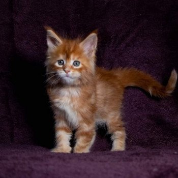 chaton Maine coon red blotched tabby So Funny girl And Popsi dust