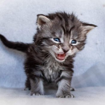 chaton Maine coon black silver blotched tabby So Happy hippy And Popsi dust