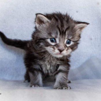 chaton Maine coon black silver blotched tabby So Happy hippy And Popsi dust