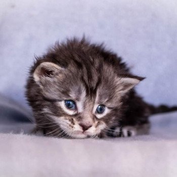 chaton Maine coon black silver blotched tabby So Happy hippy And Popsi dust