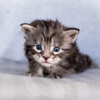 chaton Maine coon black silver blotched tabby So Happy hippy And Popsi dust