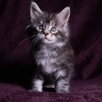 chaton Maine coon black silver blotched tabby So Happy hippy And Popsi dust