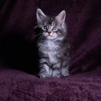 chaton Maine coon black silver blotched tabby So Happy hippy And Popsi dust