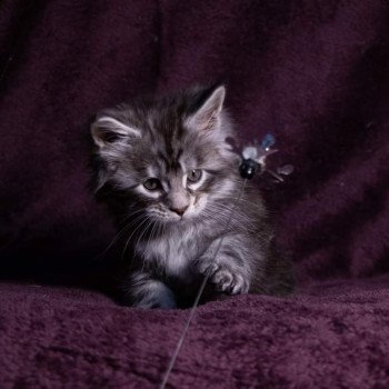 chaton Maine coon black silver blotched tabby So Happy hippy And Popsi dust
