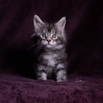 chaton Maine coon black silver blotched tabby So Happy hippy And Popsi dust