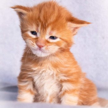 chaton Maine coon red blotched tabby So Lovely ginger And Popsi dust