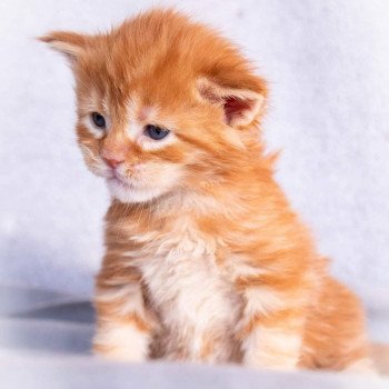 chaton Maine coon red blotched tabby So Lovely ginger And Popsi dust