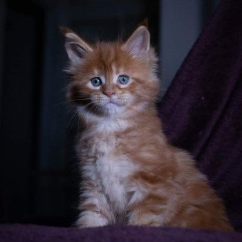 chaton Maine coon red blotched tabby So Lovely ginger And Popsi dust