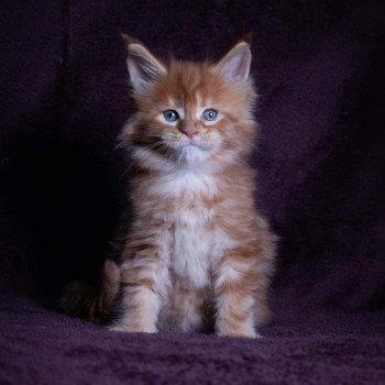chaton Maine coon red blotched tabby So Lovely ginger And Popsi dust
