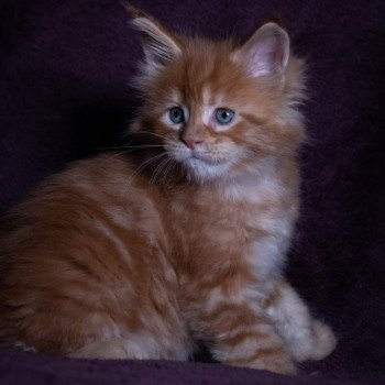 chaton Maine coon red blotched tabby So Lovely ginger And Popsi dust