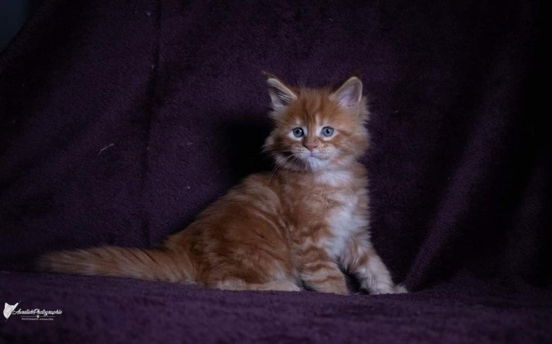 So Lovely ginger And Popsi dust Femelle Maine coon