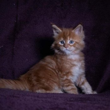 chaton Maine coon red blotched tabby So Lovely ginger And Popsi dust