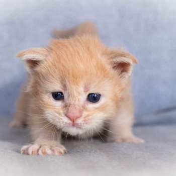 chaton Maine coon cream blotched tabby So Pretty little thing And Popsi dust