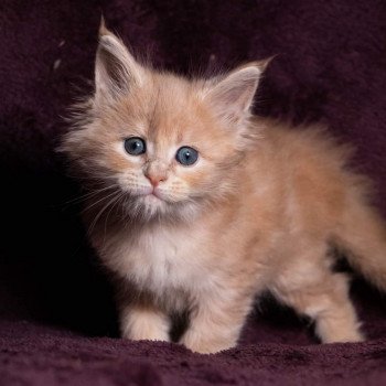 chaton Maine coon cream blotched tabby So Pretty little thing And Popsi dust