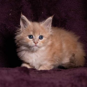 chaton Maine coon cream blotched tabby So Pretty little thing And Popsi dust