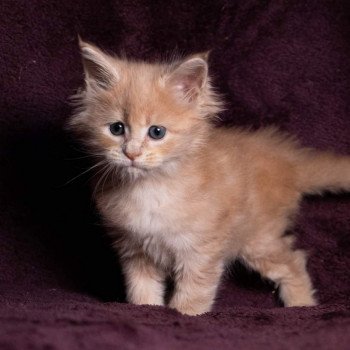 chaton Maine coon cream blotched tabby So Pretty little thing And Popsi dust