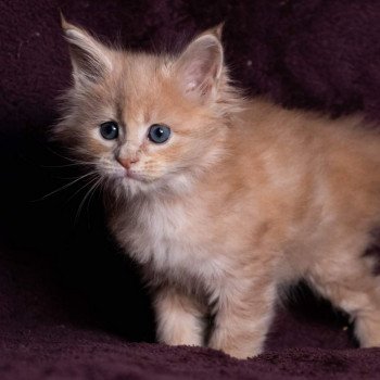 chaton Maine coon cream blotched tabby So Pretty little thing And Popsi dust
