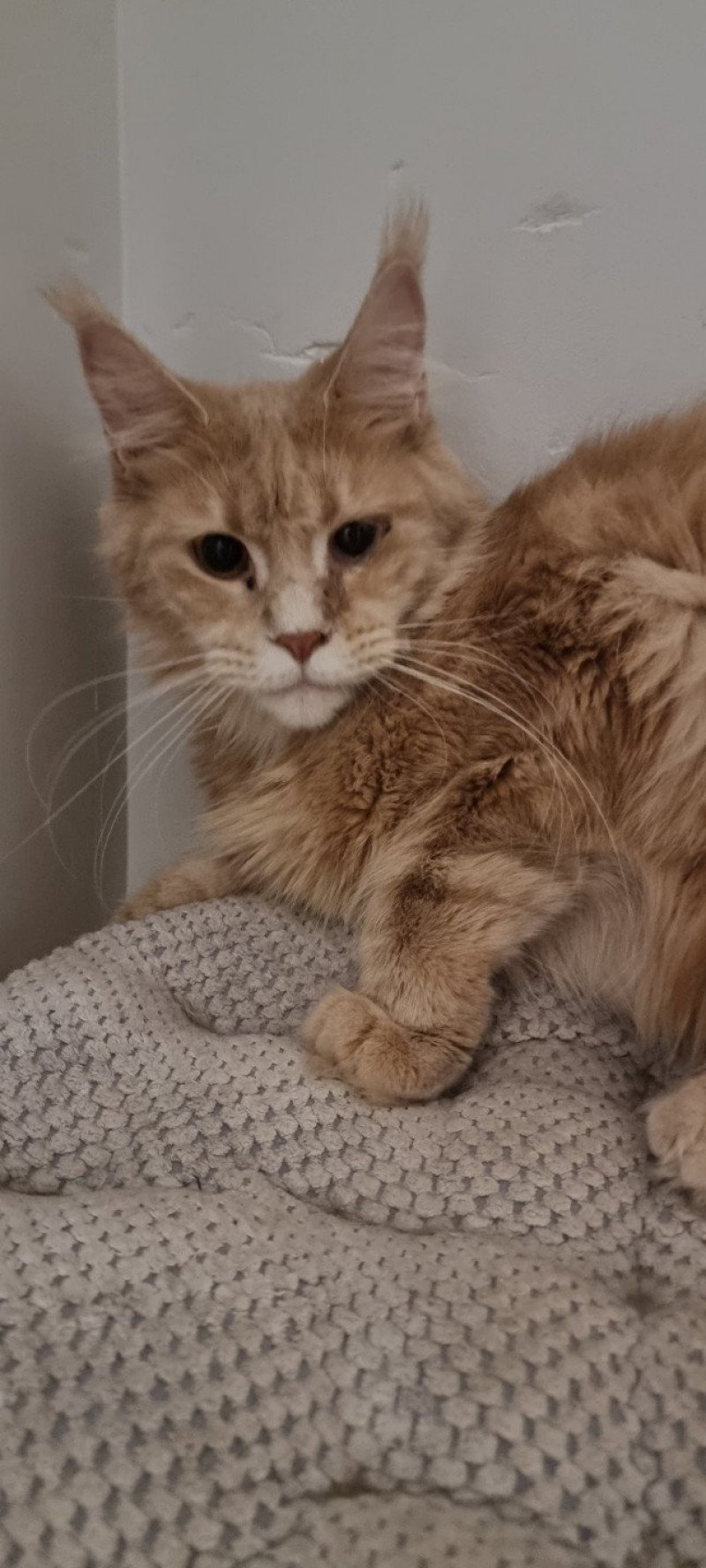 So Pretty little thing Femelle Maine coon So Pretty little thing Femelle Maine coon