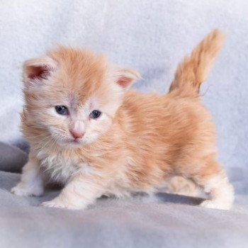 chaton Maine coon cream silver blotched tabby So Sweet candy And Popsi dust