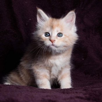 chaton Maine coon cream silver blotched tabby So Sweet candy And Popsi dust