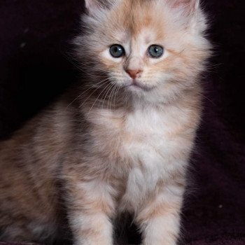 chaton Maine coon cream silver blotched tabby So Sweet candy And Popsi dust