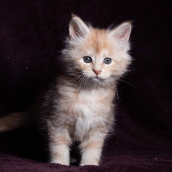 chaton Maine coon cream silver blotched tabby So Sweet candy And Popsi dust