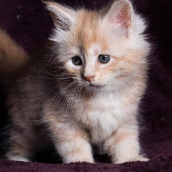 chaton Maine coon cream silver blotched tabby So Sweet candy And Popsi dust