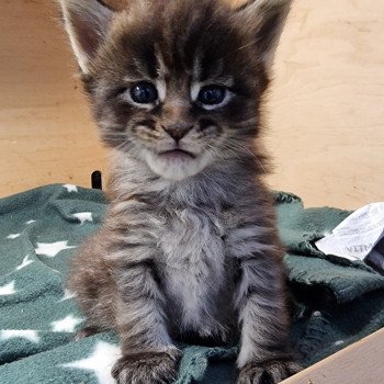chaton Maine coon brown mackerel tabby Sorrow And Popsi dust chaton Maine coon brown mackerel tabby Sorrow And Popsi dust