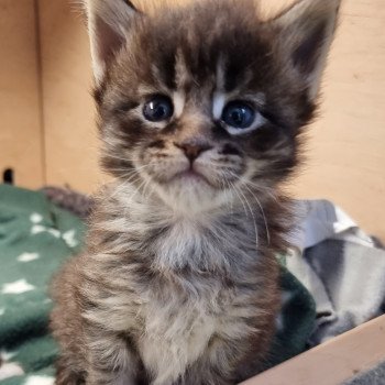 chaton Maine coon brown mackerel tabby Sorrow And Popsi dust chaton Maine coon brown mackerel tabby Sorrow And Popsi dust