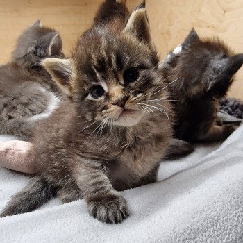 chaton Maine coon brown mackerel tabby Sorrow And Popsi dust chaton Maine coon brown mackerel tabby Sorrow And Popsi dust