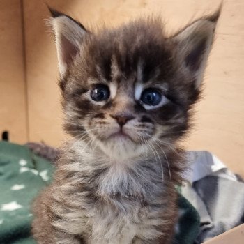 chaton Maine coon brown mackerel tabby Sorrow And Popsi dust chaton Maine coon brown mackerel tabby Sorrow And Popsi dust