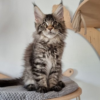 chaton Maine coon brown mackerel tabby Sorrow And Popsi dust chaton Maine coon brown mackerel tabby Sorrow And Popsi dust