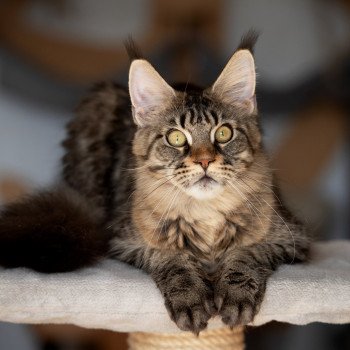 chat Maine coon brown mackerel tabby Sorrow And Popsi dust chat Maine coon brown mackerel tabby Sorrow And Popsi dust