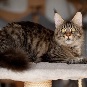 chat Maine coon brown mackerel tabby Sorrow And Popsi dust chat Maine coon brown mackerel tabby Sorrow And Popsi dust