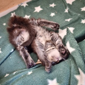 chaton Maine coon brown blotched tabby Spirit shine And Popsi dust chaton Maine coon brown blotched tabby Spirit shine And Popsi dust