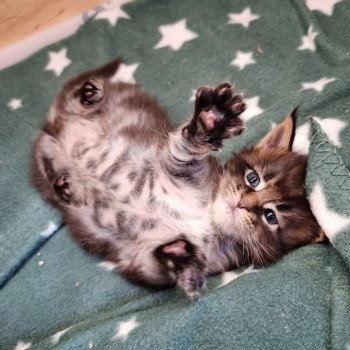 chaton Maine coon brown blotched tabby Spirit shine And Popsi dust chaton Maine coon brown blotched tabby Spirit shine And Popsi dust