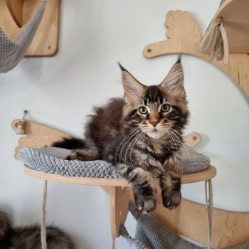 chaton Maine coon brown blotched tabby Spirit shine And Popsi dust chaton Maine coon brown blotched tabby Spirit shine And Popsi dust