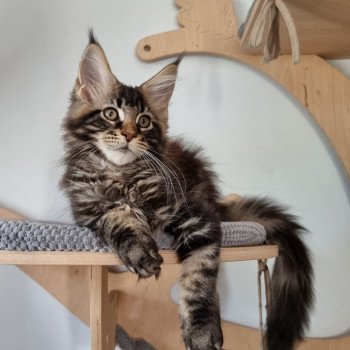 chaton Maine coon brown blotched tabby Spirit shine And Popsi dust chaton Maine coon brown blotched tabby Spirit shine And Popsi dust