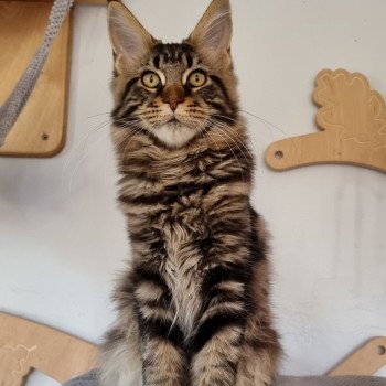 chaton Maine coon brown blotched tabby Spirit shine And Popsi dust chaton Maine coon brown blotched tabby Spirit shine And Popsi dust