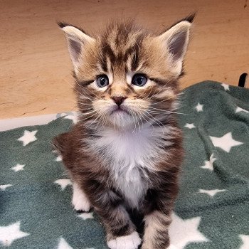 chaton Maine coon brown blotched tabby bicolor Stranger than fiction And Popsi dust chaton Maine coon brown blotched tabby bicolor Stranger than fiction And Popsi dust