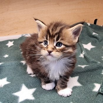 chaton Maine coon brown blotched tabby bicolor Stranger than fiction And Popsi dust chaton Maine coon brown blotched tabby bicolor Stranger than fiction And Popsi dust