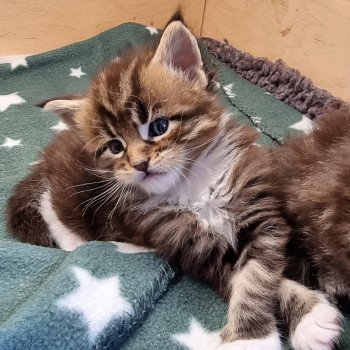 chaton Maine coon brown blotched tabby bicolor Stranger than fiction And Popsi dust chaton Maine coon brown blotched tabby bicolor Stranger than fiction And Popsi dust